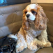 Moka a rejoint le concours — aidez-le/la à gagner de superbes lots ! dog, cavalier_king_charles_spaniel, pet, indoor, couch, leather, fur, curly_hair, purse, sitting, brown, white, animal, companion, cute, domestic_animal, relaxed, portrait, looking_away, household