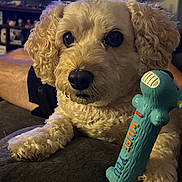 Teddy is registered to the contest to win money with this photo: dog, toy, couch, indoor, pet, curly_fur, paw, chew_toy, living_room, television, furniture, relaxing, cute, animal, domestic_animal, closeup, companion, home, resting, cozy