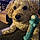 Teddy
