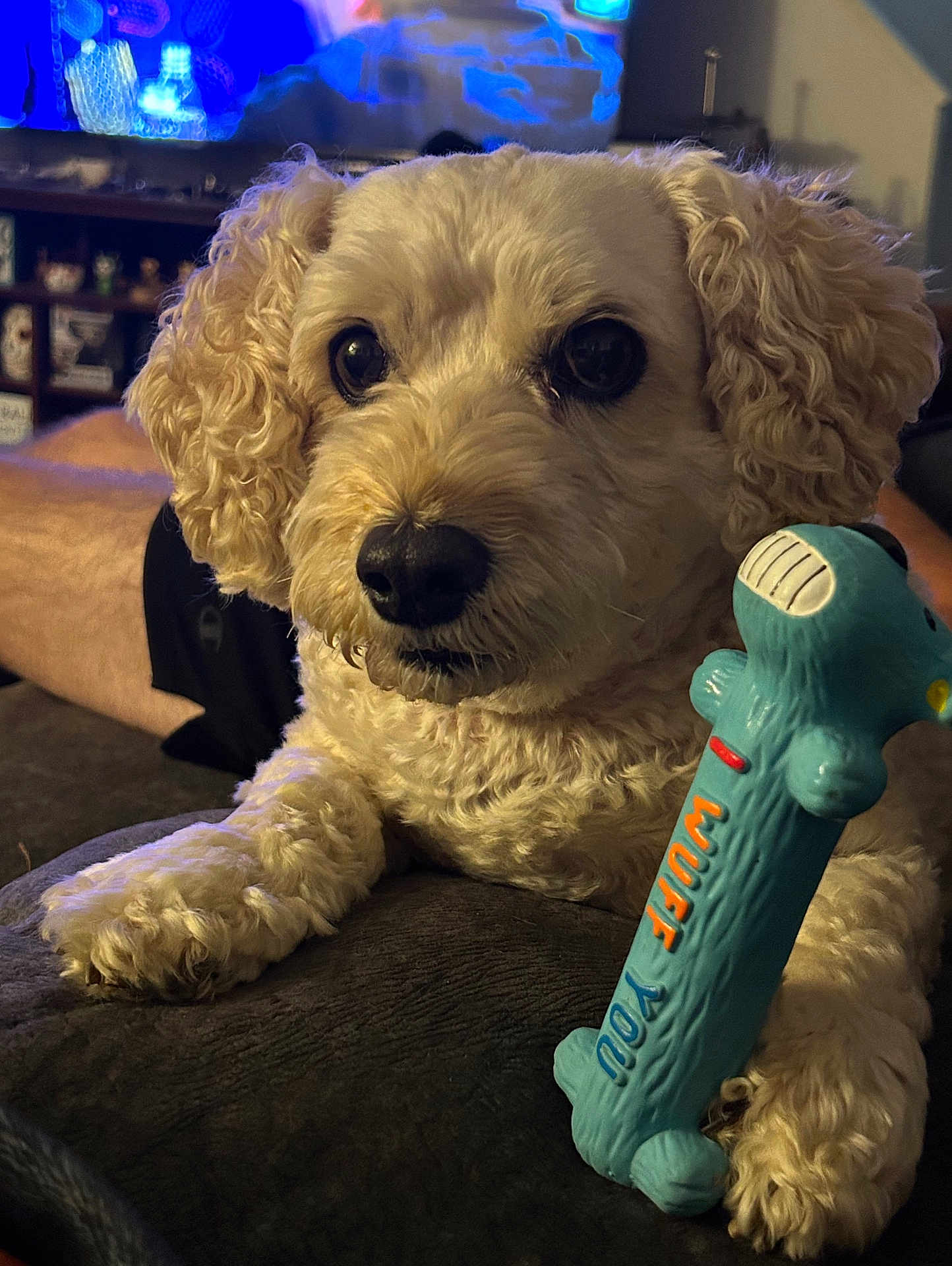 Teddy