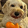 Teddy joined the competition — help win amazing prizes! animal, bison, canine, cockerspaniel, couch, cushion, dog, furniture, homedecor, hound, pet, poodle, puppy, rattle, snout, terrier, toy, whitedog