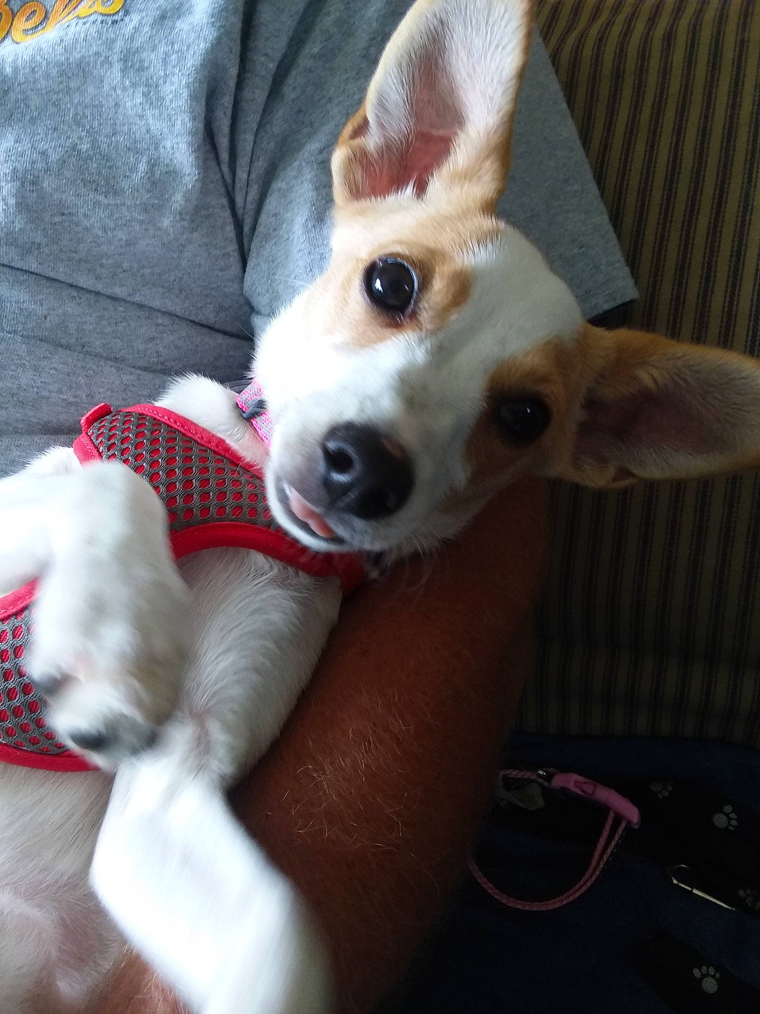 Latte is registered to the contest to win money with this photo: canidae, cardigan_welsh_corgi, carnivore, chihuahua, companion_dog, corgi_chihuahua, dog, dog_breed, ear, fawn, feist, mammal, miniature_fox_terrier, rat_terrier, snout, teddy_roosevelt_terrier, tenterfield_terrier, toy_fox_terrier, vertebrate, whiskers