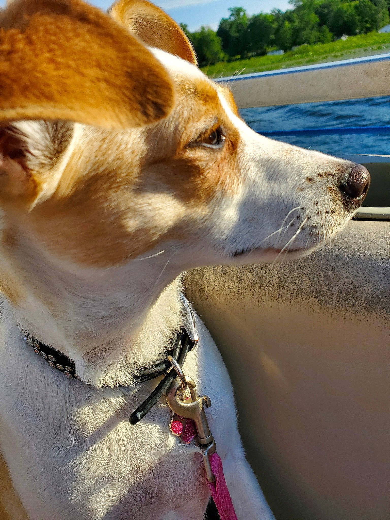 Latte joined the competition — help win amazing prizes! canidae, cardigan_welsh_corgi, carnivore, companion_dog, dog, dog_breed, fawn, mammal, russell_terrier, snout, sporting_group, vertebrate, welsh_corgi, whiskers