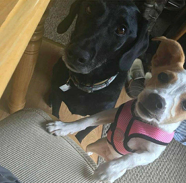 Latte joined the competition — help win amazing prizes! beagador, canidae, carnivore, dog, dog_breed, ear, great_dane, non_sporting_group, nose, pointer, snout, sporting_group