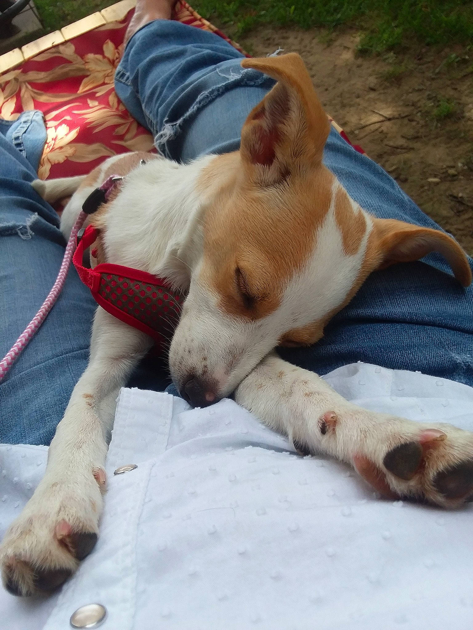 Latte is registered to the contest to win money with this photo: aspin, canidae, carnivore, carolina_dog, companion_dog, corgi_chihuahua, dog, dog_breed, ibizan_hound, mammal, snout, street_dog, vertebrate