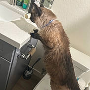 Felix joined the competition — help win amazing prizes! cat, bathroom, toilet, sink, faucet, countertop, mirror, toilet_brush, empty_toilet_paper_roll, bottles, grooming_products, textured_wall, collar, furry, standing, paws_on_counter, domestic_pet, cabinet, wood_floor, white_toilet