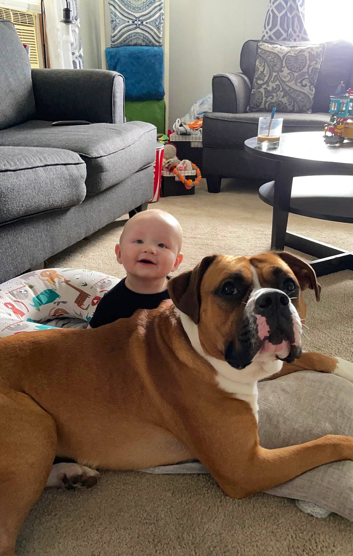 Eli is registered to the contest to win money with this photo: black, carnivore, comfort, companion_dog, couch, dog, dog_breed, fawn, floor, flooring, furniture, hardwood, houseplant, living_room, person, picture_frame, room, snout, sporting_group, white