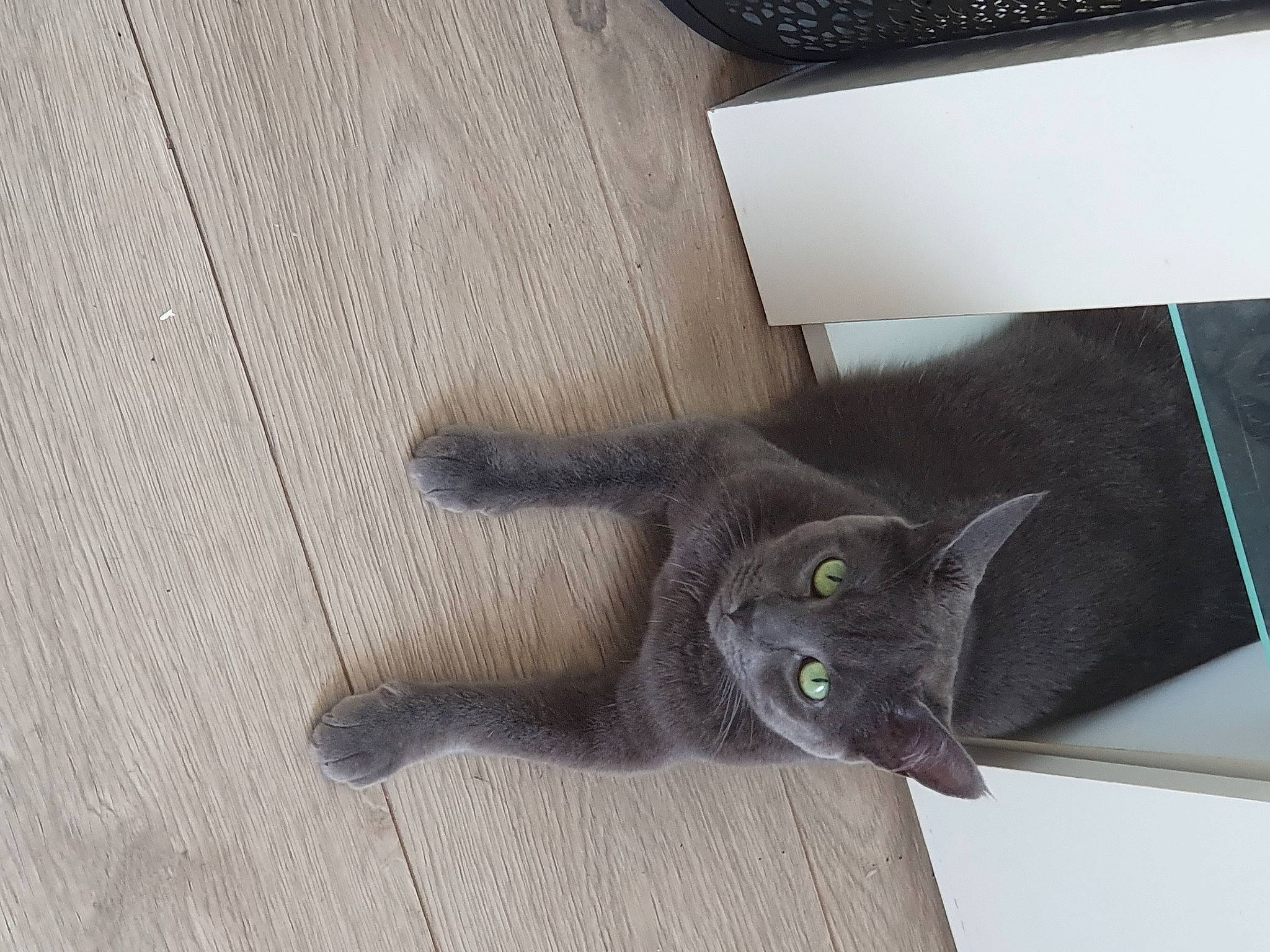 Kenza participe au concours pour gagner de l'argent avec cette photo : black_cat, box, carnivore, cat, claw, domestic_short_haired_cat, felidae, flooring, fur, grey, hardwood, russian_blue, small_to_medium_sized_cats, tail, whiskers, wood