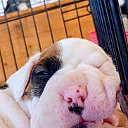 Larietta is registered to the contest to win money with this photo: adorable, animal, black_markings, bulldog, cage, close_up, cute, dog, face, floppy_ears, indoor, kennel, muzzle, nose, pet, portrait, puppy, sleeping, white_fur, wrinkles