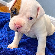 Larry is registered to the contest to win money with this photo: puppy, dog, white_dog, short_hair, eye_patch, sitting, blanket, blue_blanket, indoors, portrait, closeup, cute, adorable, floppy_ears, brown_markings, pink_nose, paws, wood_floor, blue_wall, pet