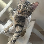 Astou a rejoint le concours — aidez-le/la à gagner de superbes lots ! cat, tabby, pet, indoor, cat_tree, stretching, paw, fur, whiskers, ears, curious, animal, mammal, feline, claws, playful, closeup, household, resting, cute