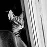 Astou participe au concours pour gagner de l'argent avec cette photo : cat, tabby, black_and_white, window, curious, pet, animal, indoor, portrait, feline, looking_out, light, shadow, texture, closeup, whiskers, ears, face, quiet, still_life