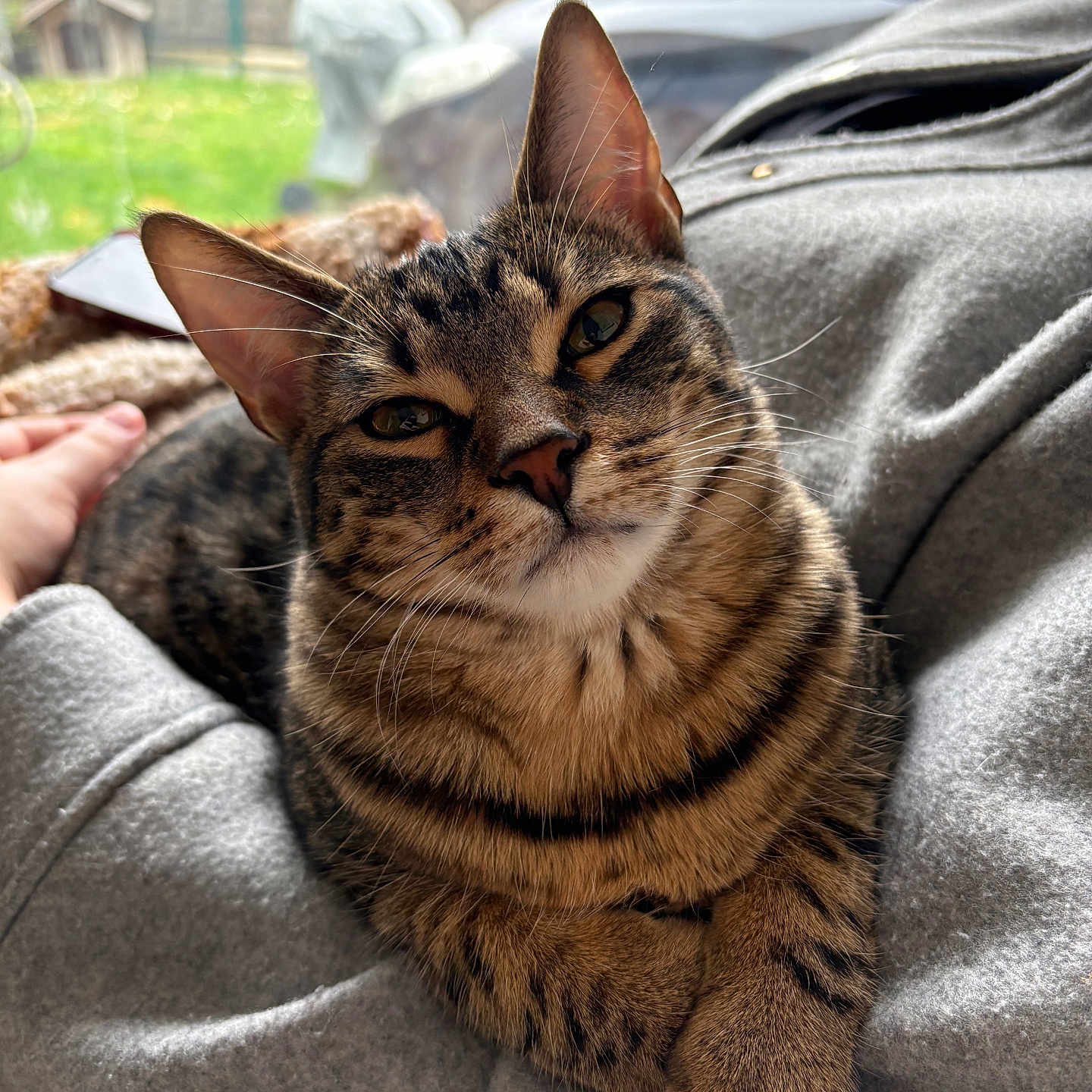 Astou a rejoint le concours — aidez-le/la à gagner de superbes lots ! cat, tabby, pet, animal, feline, resting, lap, person, hoodie, gray_clothing, indoor, cozy, closeup, whiskers, ears, fur, relaxed, home, background, blurred