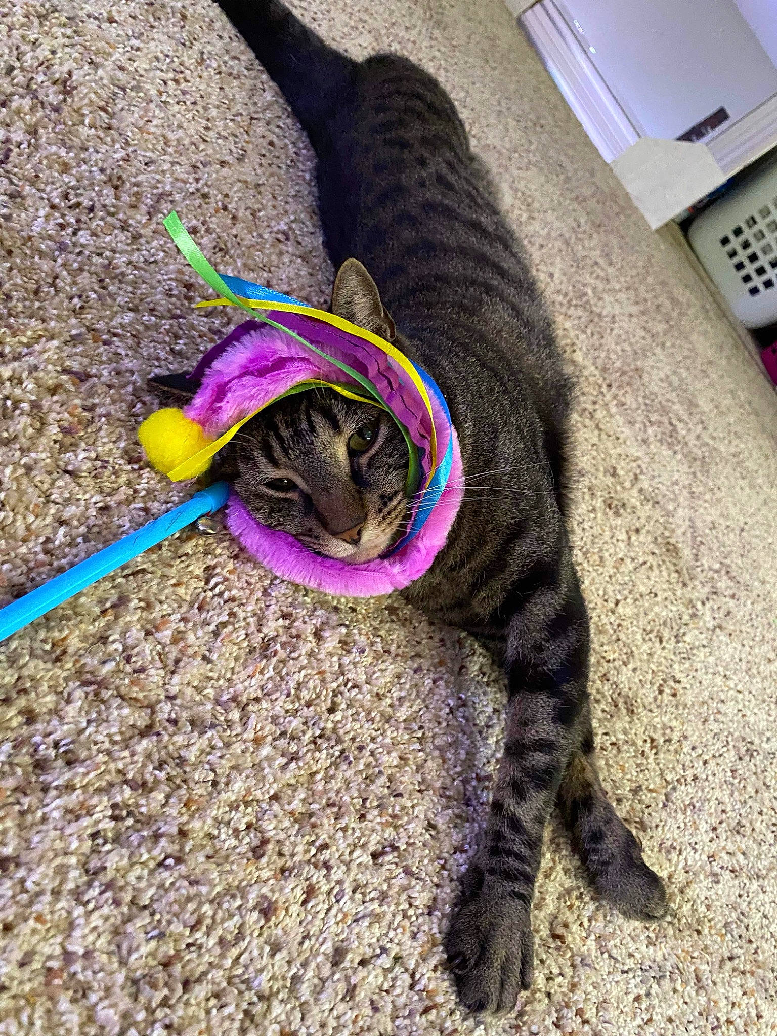 Gwen is registered to the contest to win money with this photo: carnivore, cat, collar, dog_breed, fashion_accessory, felidae, flooring, fur, home_appliance, leash, magenta, pet_supply, purple, rope, small_to_medium_sized_cats, tail, thread, whiskers, wool, woolen