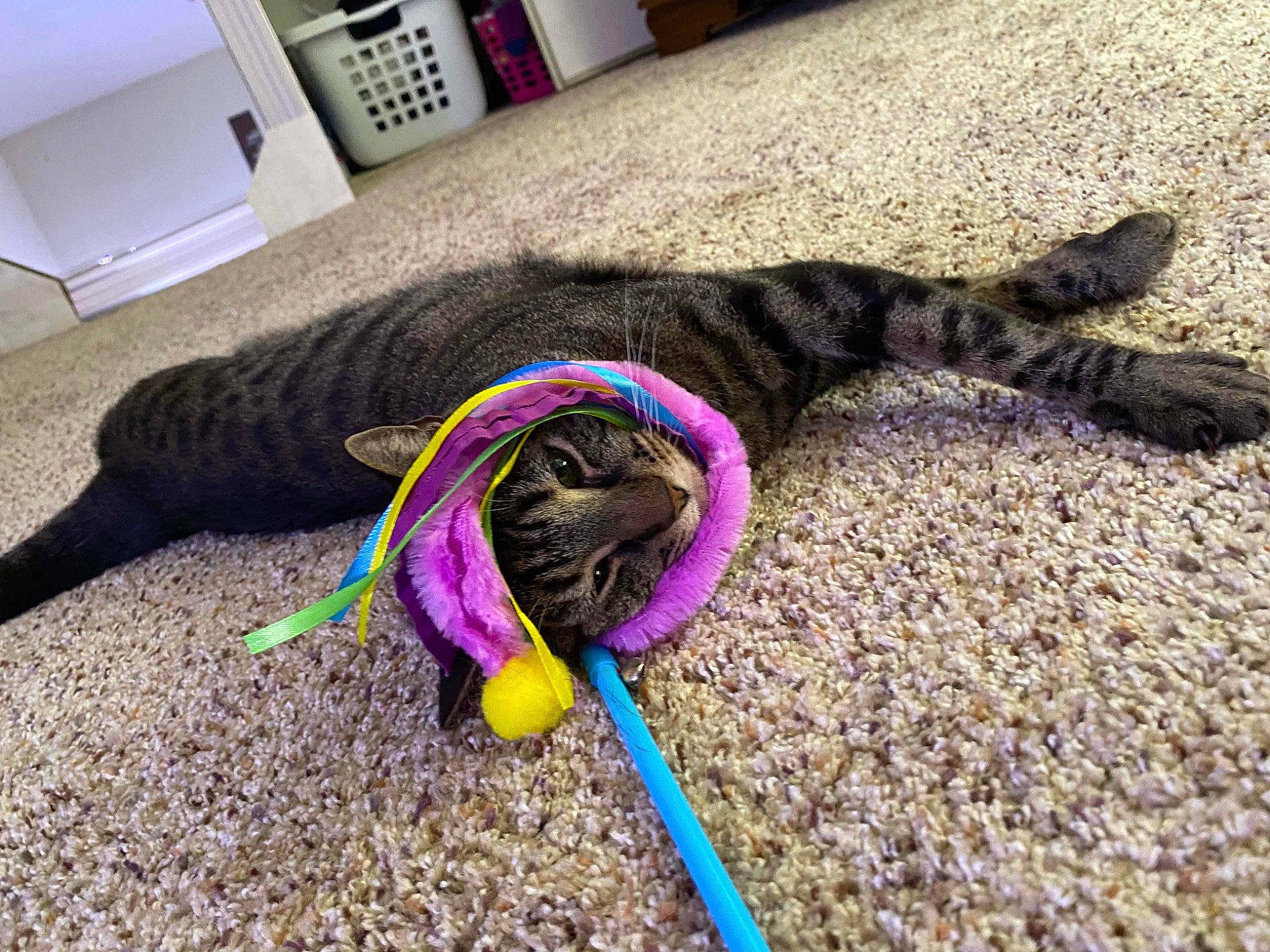 Gwen joined the competition — help win amazing prizes! carnivore, cat, collar, dog_breed, domestic_short_haired_cat, fashion_accessory, felidae, floor, flooring, fur, hose, leash, paper_towel, pet_supply, small_to_medium_sized_cats, sporting_group, tail, thread, wall_plate, wall_socket