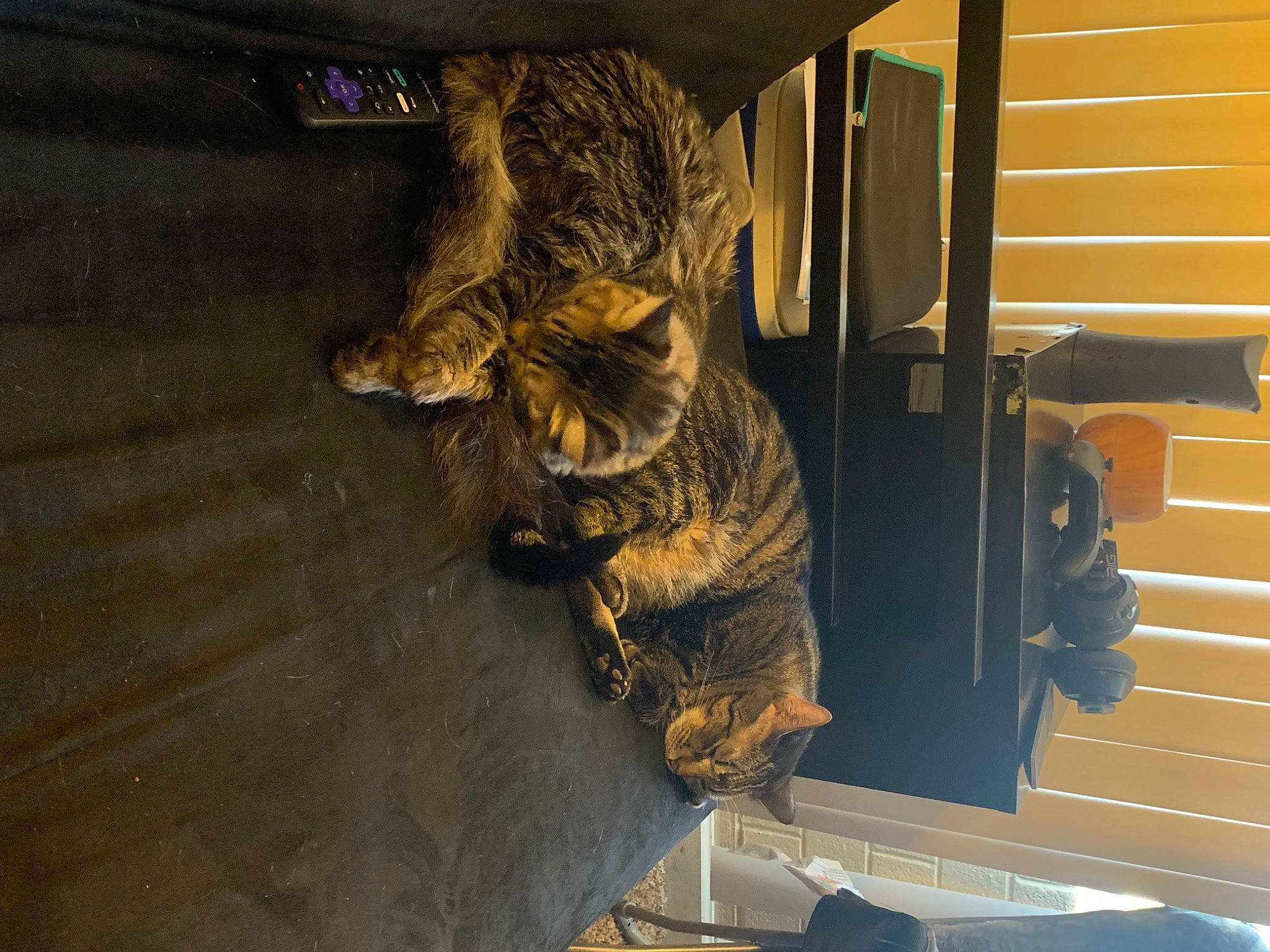 Fatty is registered to the contest to win money with this photo: army, carnivore, cat, domestic_short_haired_cat, felidae, flooring, fur, machine, metal, military, military_camouflage, small_to_medium_sized_cats, snout, tail, terrestrial_animal, whiskers, wood