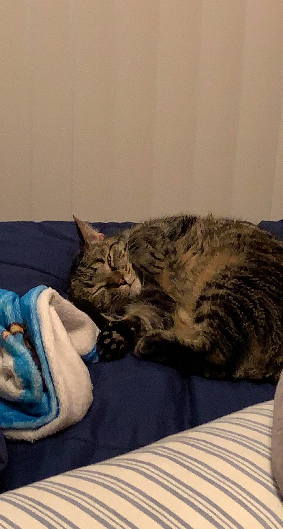 Fatty joined the competition — help win amazing prizes! bed, bed_sheet, bedding, carnivore, cat, comfort, domestic_short_haired_cat, felidae, fur, grey, linens, mammal, nap, paw, room, sleep, small_to_medium_sized_cats, tail, vertebrate, whiskers