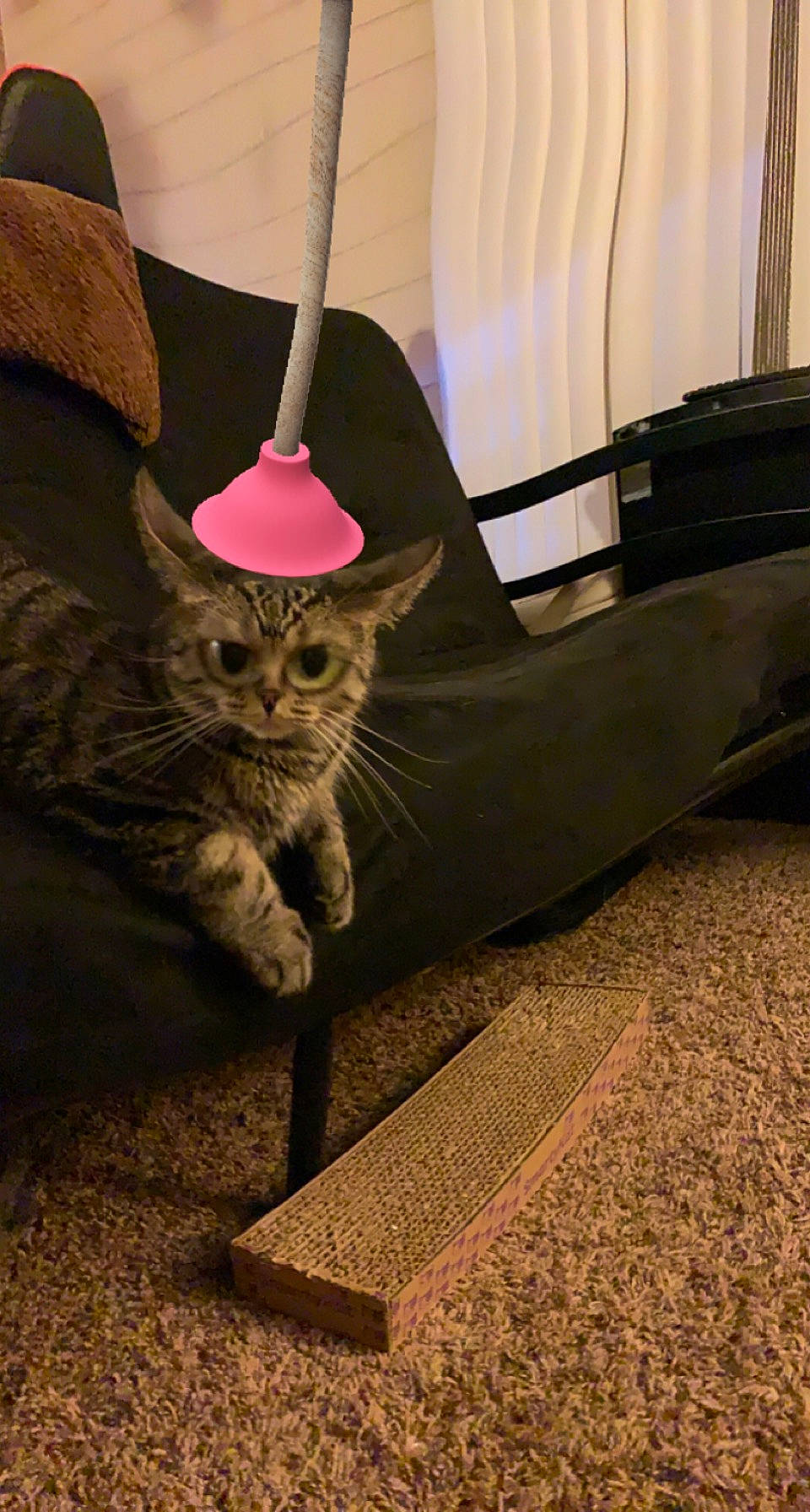 Fatty joined the competition — help win amazing prizes! automotive_tire, carnivore, cat, domestic_short_haired_cat, fawn, felidae, fender, floor, flooring, fur, grey, hat, human_leg, plant, road_surface, small_to_medium_sized_cats, stairs, tail, whiskers, wood