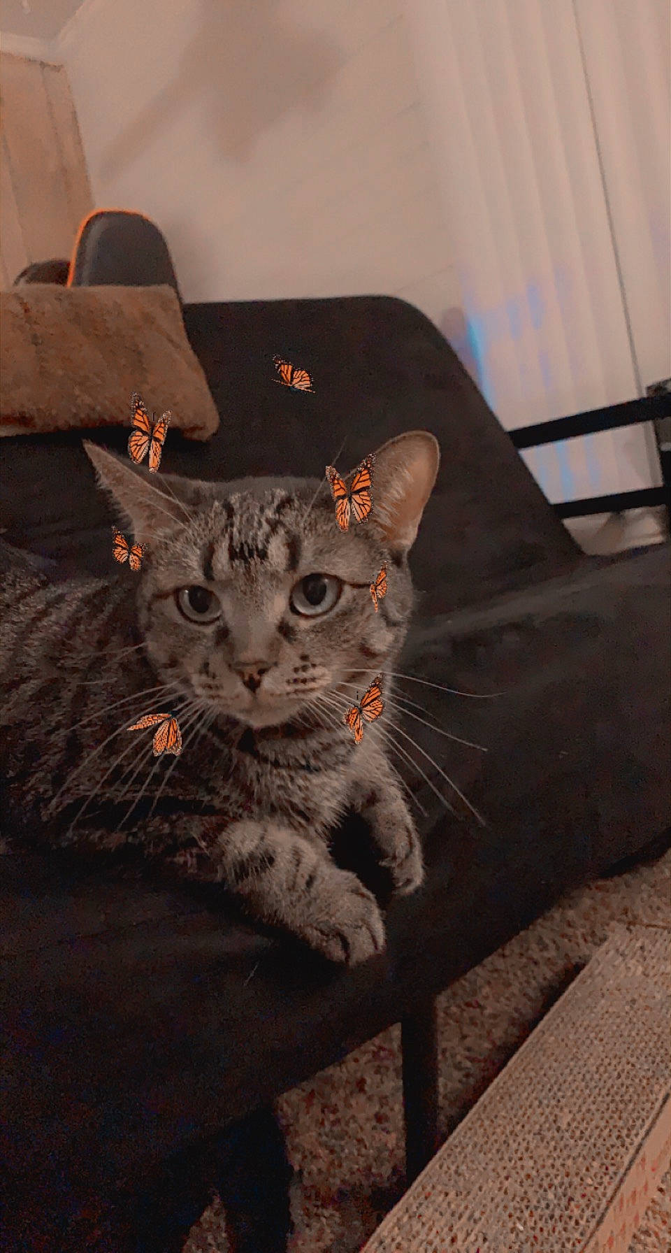 Fatty joined the competition — help win amazing prizes! carnivore, cat, claw, domestic_short_haired_cat, felidae, fur, grey, metal, paw, sitting, small_to_medium_sized_cats, snout, tail, terrestrial_animal, whiskers, window