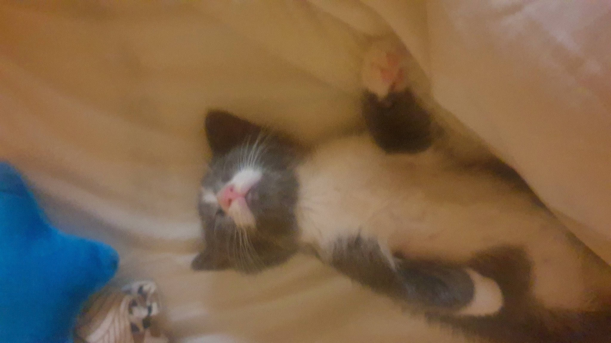 Denver participe au concours pour gagner de l'argent avec cette photo : balinese, carnivore, cat, claw, domestic_short_haired_cat, fawn, felidae, fur, paw, small_to_medium_sized_cats, snout, tail, terrestrial_animal, whiskers