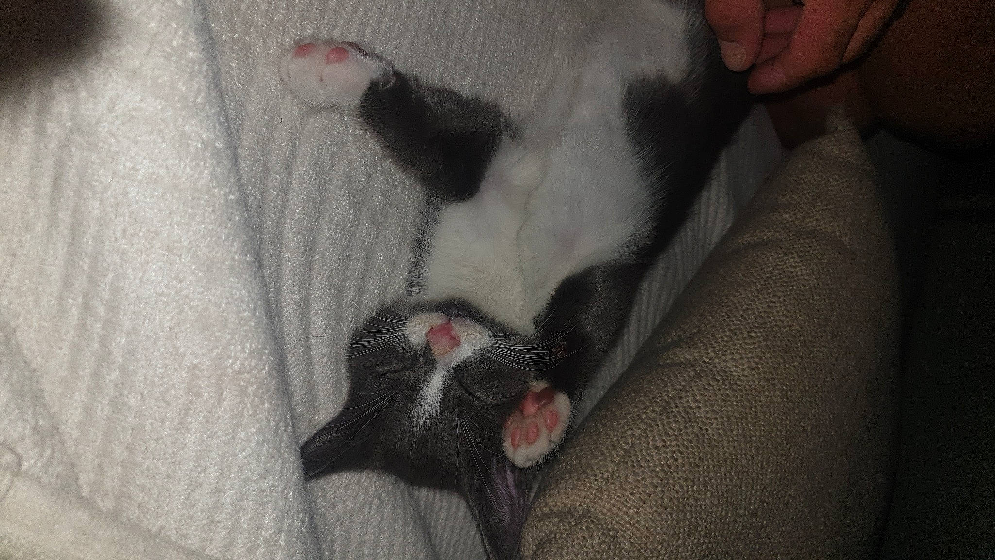 Denver a rejoint le concours — aidez-le/la à gagner de superbes lots ! canidae, carnivore, cat, claw, comfort, companion_dog, dog_breed, domestic_short_haired_cat, felidae, foot, fur, human_leg, nap, paw, small_to_medium_sized_cats, snout, sporting_group, tail, whiskers