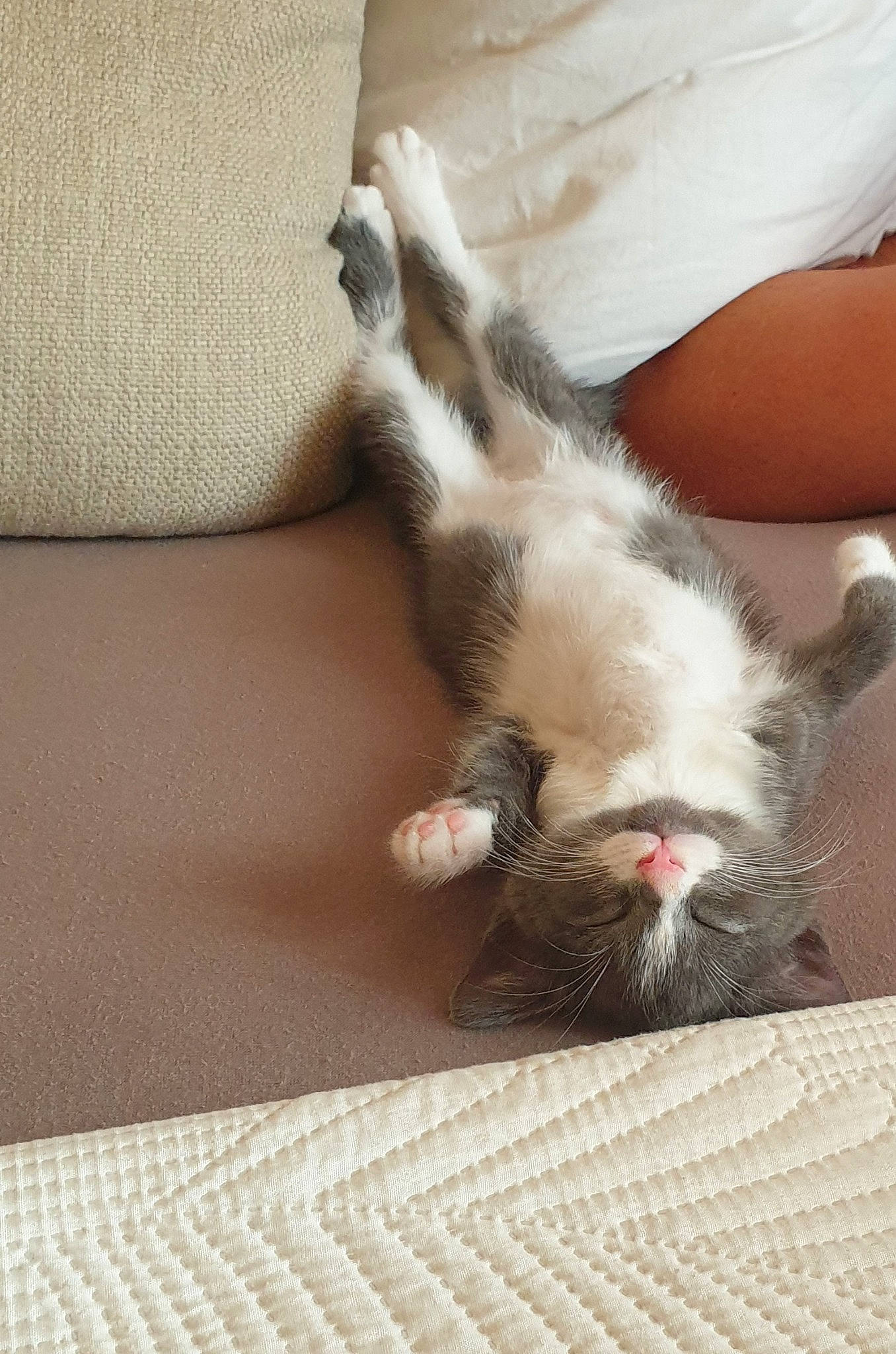 Denver a rejoint le concours — aidez-le/la à gagner de superbes lots ! carnivore, cat, claw, comfort, companion_dog, domestic_short_haired_cat, fawn, felidae, flooring, foot, fur, hardwood, human_leg, linens, nail, paw, small_to_medium_sized_cats, tail, whiskers, wood