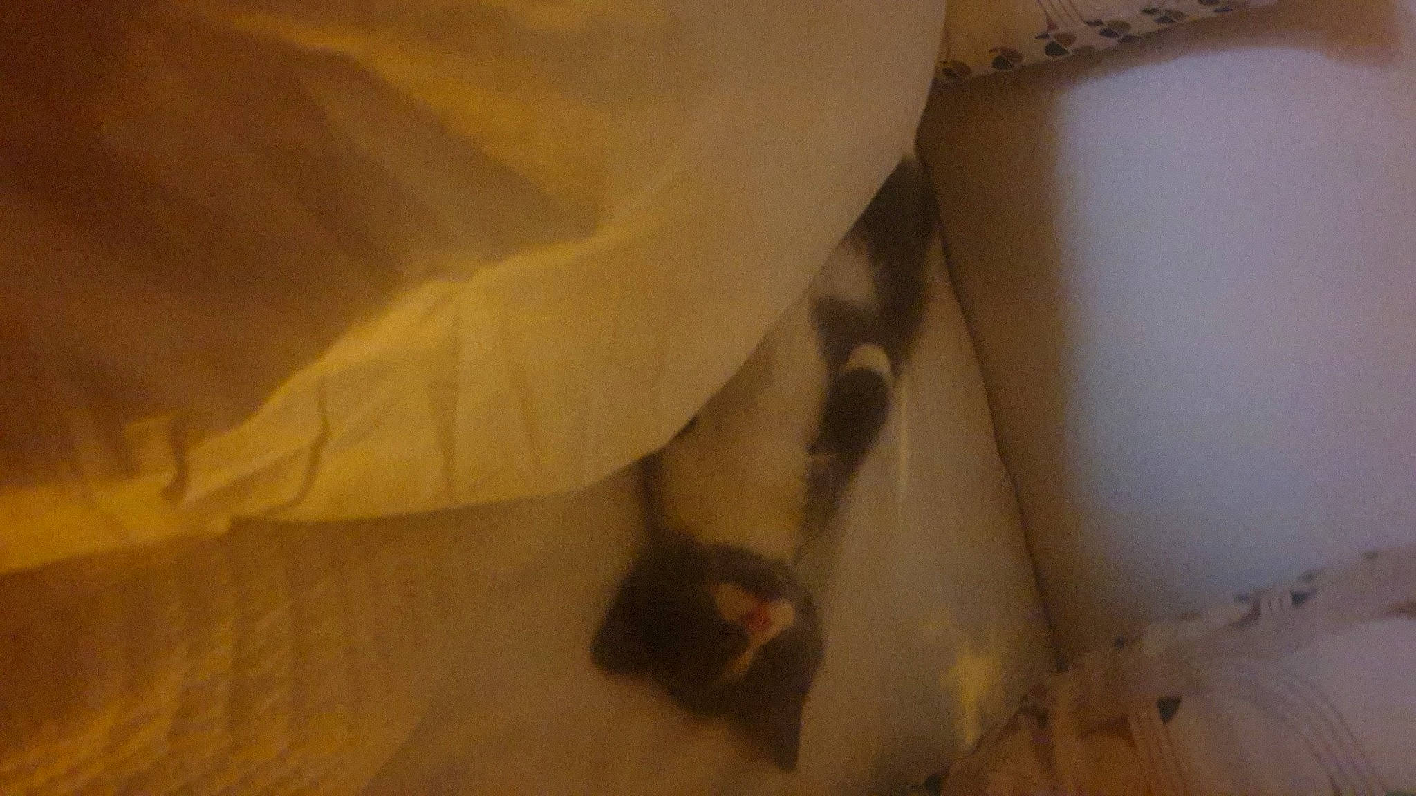 Denver participe au concours pour gagner de l'argent avec cette photo : carnivore, cat, comfort, companion_dog, dog_breed, fawn, felidae, flooring, foot, fur, hardwood, human_leg, paper_towel, paw, small_to_medium_sized_cats, snout, sporting_group, tail, whiskers, wood