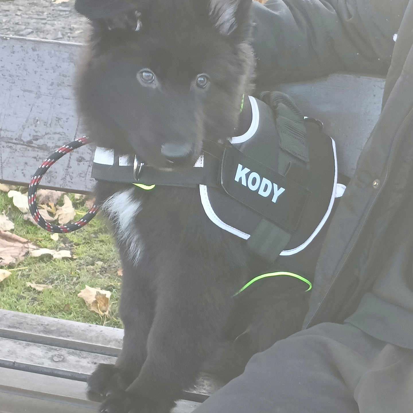 Kody Alexander is registered to the contest to win money with this photo: accessories, adult, animal, bench, canine, clothing, coat, dog, furniture, grass, jacket, leash, male, man, person, pet, plant, policedog, puppy, strap