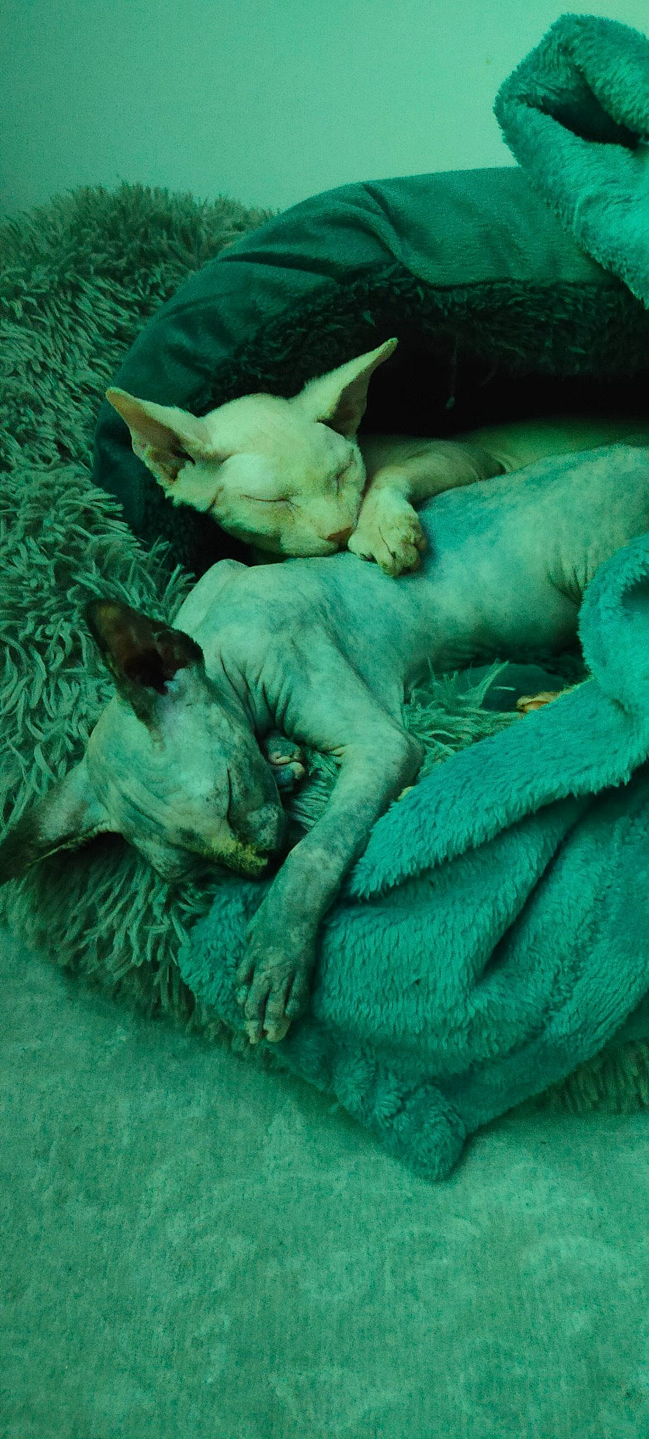 Tysha participe au concours pour gagner de l'argent avec cette photo : canidae, carnivore, claw, comfort, companion_dog, dog, dog_breed, electric_blue, fawn, felidae, fur, gesture, nap, small_to_medium_sized_cats, snout, sporting_group, tail, terrestrial_animal, whiskers, wildlife