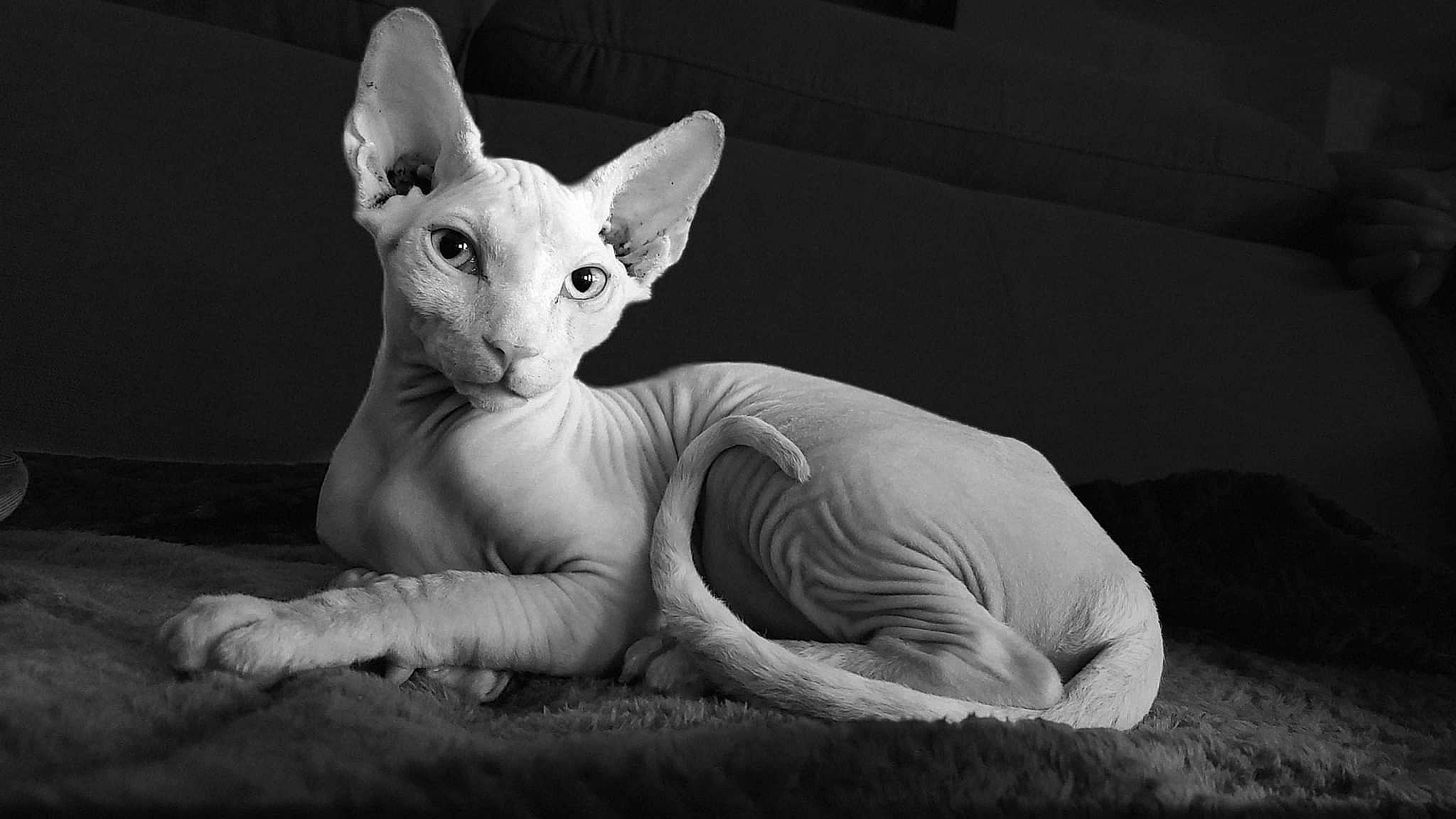 Teemy a rejoint le concours — aidez-le/la à gagner de superbes lots ! art, canidae, carnivore, dog_breed, ear, eye, fawn, felidae, head, jaw, monochrome, monochrome_photography, sculpture, small_to_medium_sized_cats, snout, statue, tail, terrestrial_animal, toy, whiskers