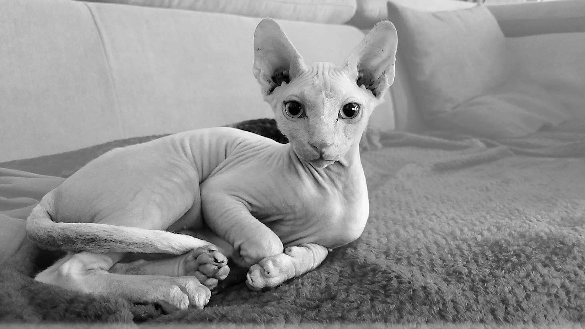 Teemy a rejoint le concours — aidez-le/la à gagner de superbes lots ! carnivore, comfort, companion_dog, dog, dog_breed, ear, eye, fawn, felidae, foot, fur, gesture, head, human_leg, monochrome, monochrome_photography, paw, snout, terrestrial_animal, whiskers