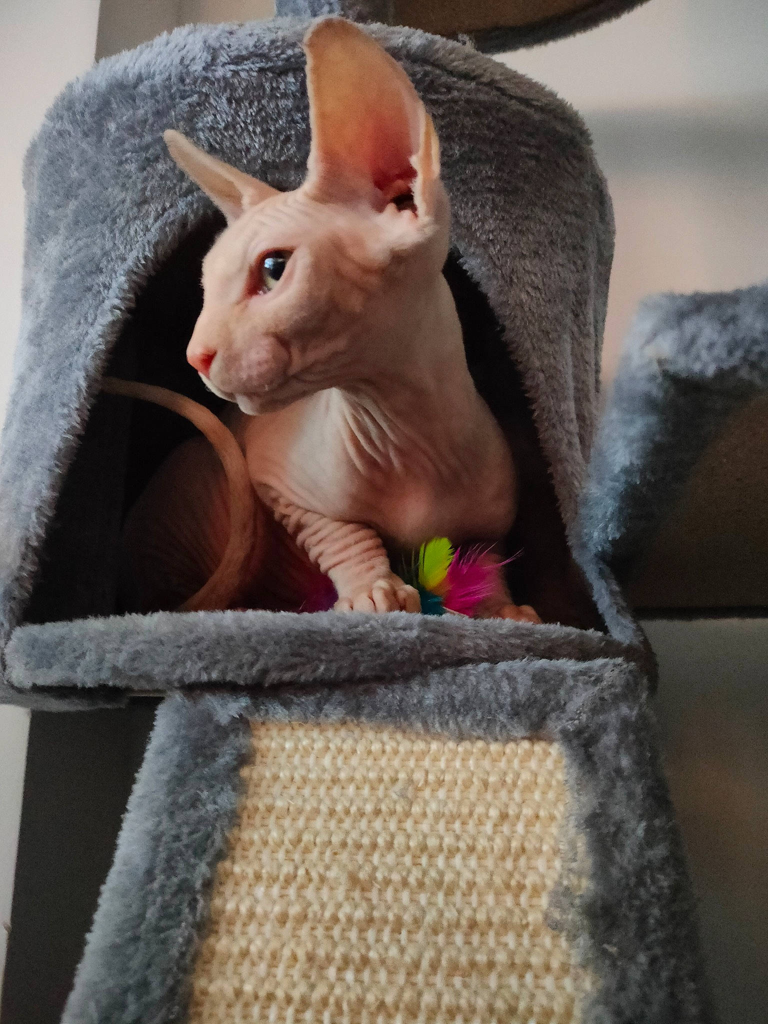 Teemy a rejoint le concours — aidez-le/la à gagner de superbes lots ! comfort, ear, fawn, felidae, fur, linens, magenta, mammal, plant, small_to_medium_sized_cats, snout, tail, terrestrial_animal, vertebrate, whiskers, woven_fabric