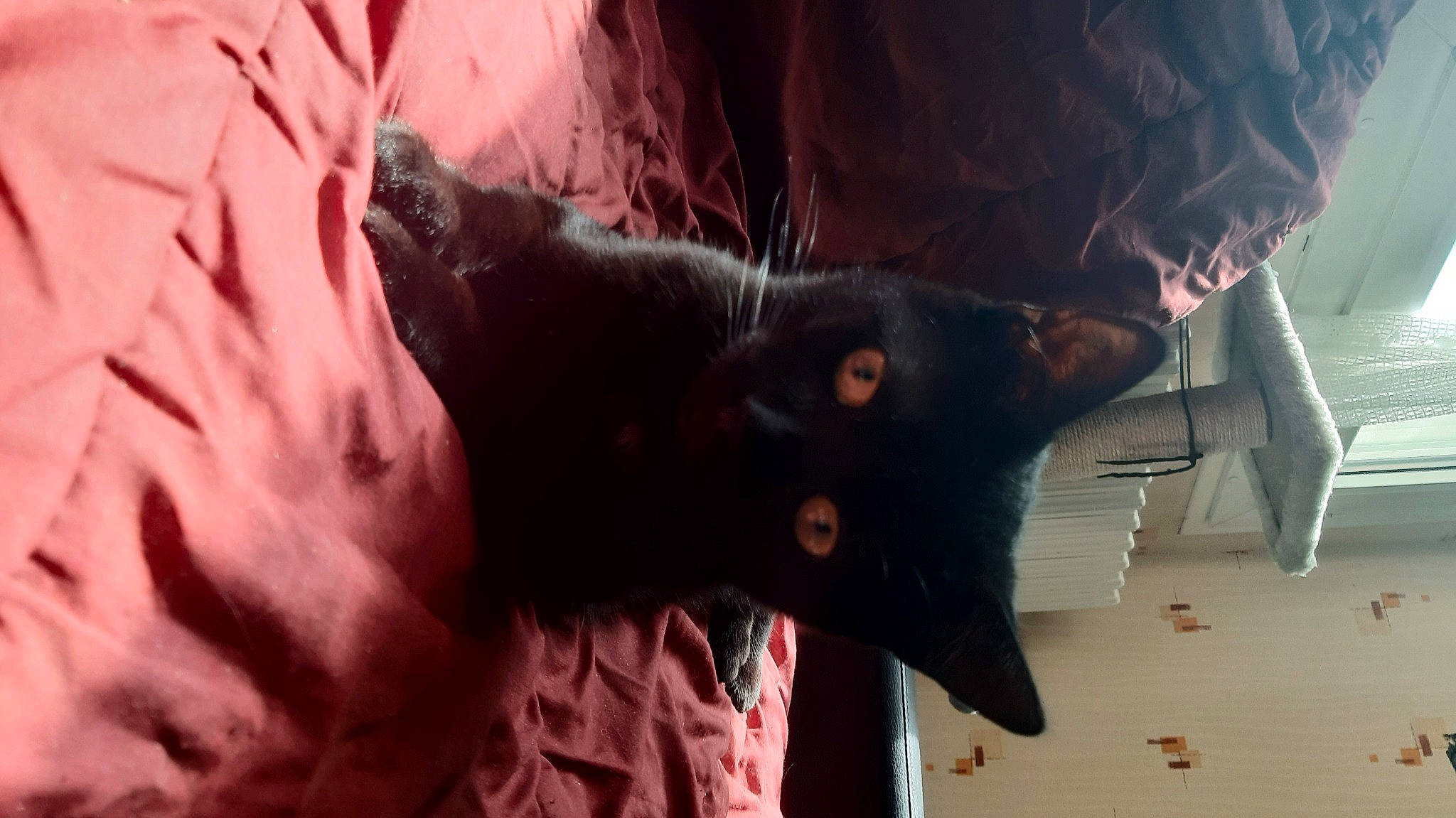 Biboune participe au concours pour gagner de l'argent avec cette photo : black_cat, bombay, canidae, carnivore, cat, claw, dog_breed, domestic_short_haired_cat, felidae, fur, jaw, plant, small_to_medium_sized_cats, snout, sporting_group, tail, tree, whiskers