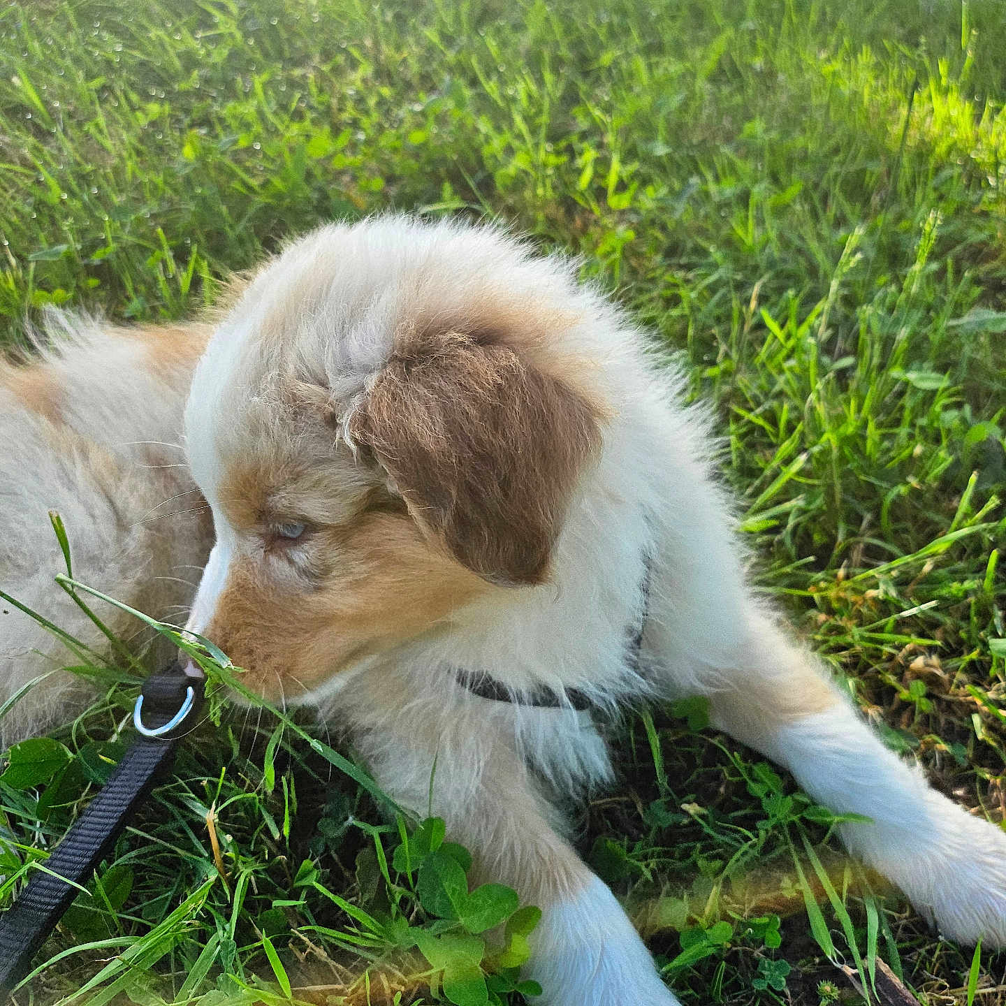 Aïko a rejoint le concours — aidez-le/la à gagner de superbes lots ! accessories, animal, ball, canine, dog, field, grass, grassland, green, herbal, herbs, lawn, nature, outdoors, pet, plant, puppy, sport, strap, vegetation