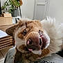 animal, brown, canine, closeup, cute, dog, domestic, ears, expression, face, fur, happy, indoor, nose, pet, playful, smiling, teeth, tongue, white