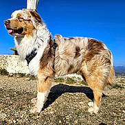 Aïko a rejoint le concours — aidez-le/la à gagner de superbes lots ! dog, outdoor, sunny, blue_sky, fur, tongue_out, happy, standing, rocky_ground, mountains, nature, canine, pet, daylight, closeup, brown_fur, white_fur, tan_fur, harness, landscape