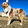 dog, outdoor, sunny, blue_sky, fur, tongue_out, happy, standing, rocky_ground, mountains, nature, canine, pet, daylight, closeup, brown_fur, white_fur, tan_fur, harness, landscape
