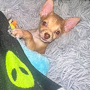 Chapo joined the competition — help win amazing prizes! chihuahua, puppy, dog, blanket, alien_face, fluffy_rug, cozy, pet, small_dog, ears, snuggling, cute, animal, indoor, resting, fur, face, paw, looking, sleepy