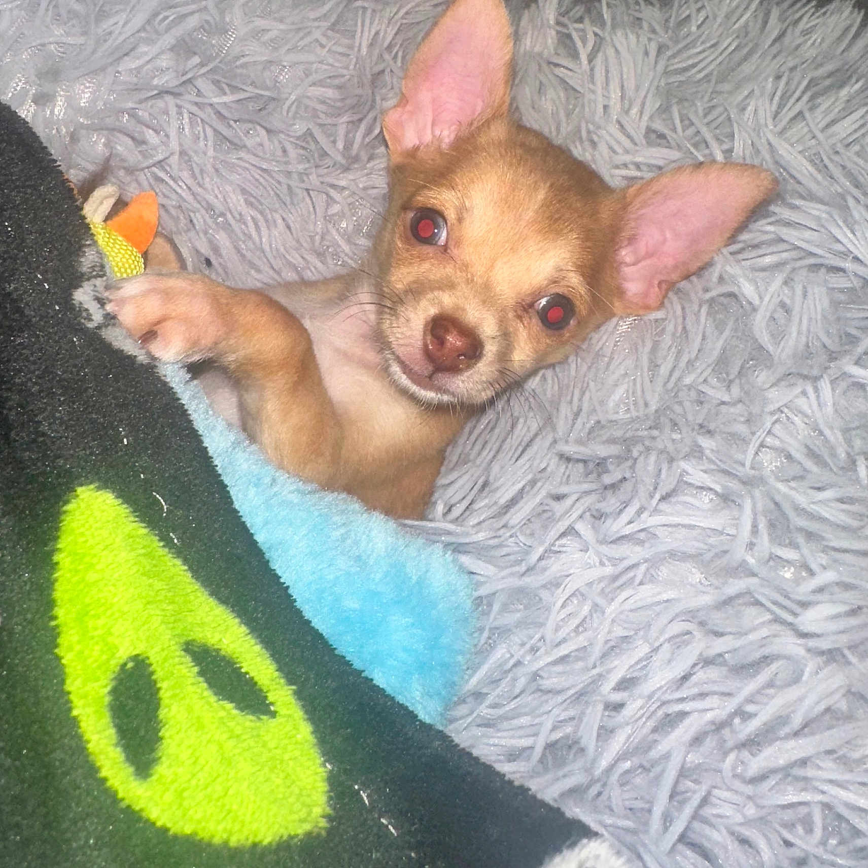 Chapo joined the competition — help win amazing prizes! chihuahua, puppy, dog, blanket, alien_face, fluffy_rug, cozy, pet, small_dog, ears, snuggling, cute, animal, indoor, resting, fur, face, paw, looking, sleepy
