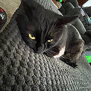 Apollo is registered to the contest to win money with this photo: black_cat, cat, pet, animal, indoor, blanket, texture, feline, relaxed, cozy, living_room, fur, whiskers, resting, yellow_eyes, carpet, couch, home, domestic_animal, closeup