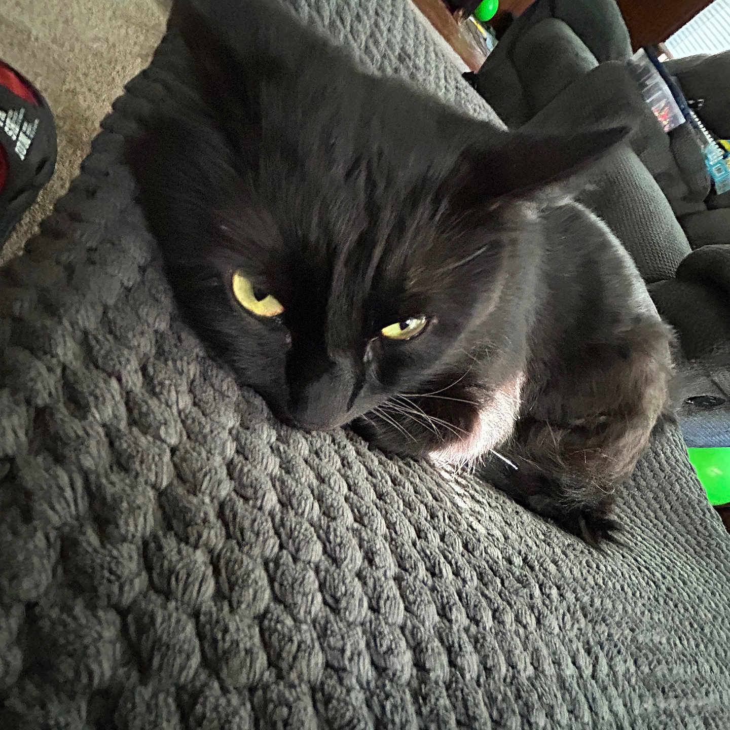 Apollo is registered to the contest to win money with this photo: animal, black_cat, blanket, carpet, cat, closeup, couch, cozy, domestic_animal, feline, fur, home, indoor, living_room, pet, relaxed, resting, texture, whiskers, yellow_eyes