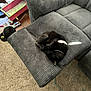 Apollo joined the competition — help win amazing prizes! black_cat, cat, recliner, footrest, gray_furniture, carpet, toy, cap, indoor, sleeping_cat, curled_up, pet, cozy, living_room, carpeted_floor, furniture, collar, relaxing, household, home