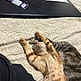 Queso is registered to the contest to win money with this photo: cat, kitten, bedspread, sleeping, stretching, striped_cat, orange_cat, indoor, cozy, resting, feline, pets, closeup, texture, laptop, packet, home, relaxed, cute, animal