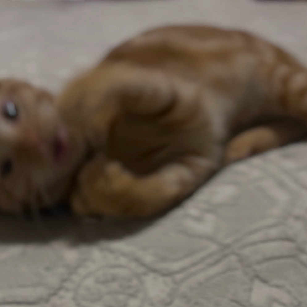 Queso joined the competition — help win amazing prizes! animal, background, bedspread, blurred, cat, closeup, cute, domestic_cat, feline, fur, indoor, lying_down, mammal, orange_tabby, pet, relaxed, resting, soft, texture, whiskers