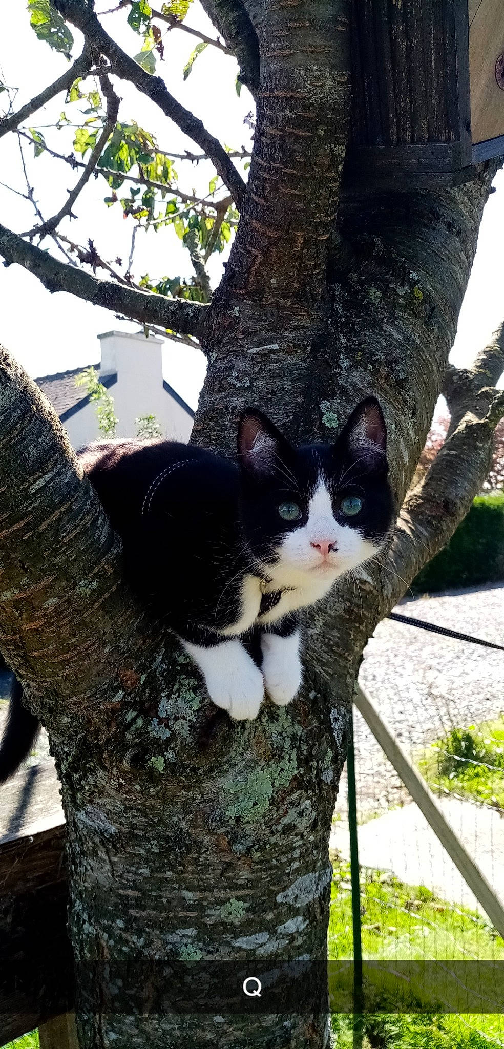Câlinou a rejoint le concours — aidez-le/la à gagner de superbes lots ! branch, carnivore, cat, domestic_short_haired_cat, eye, felidae, fur, grass, leaf, plant, sky, small_to_medium_sized_cats, snout, tail, tree, trunk, twig, whiskers, wood, woody_plant