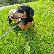 Dodger is registered to the contest to win money with this photo: dog, dachshund, leash, jacket, grass, outdoor, greenery, trees, pet, canine, nature, animal, walking, small_dog, sunlight, path, curious, park, side_view, collar