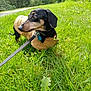 dog, dachshund, leash, jacket, grass, outdoor, greenery, trees, pet, canine, nature, animal, walking, small_dog, sunlight, path, curious, park, side_view, collar