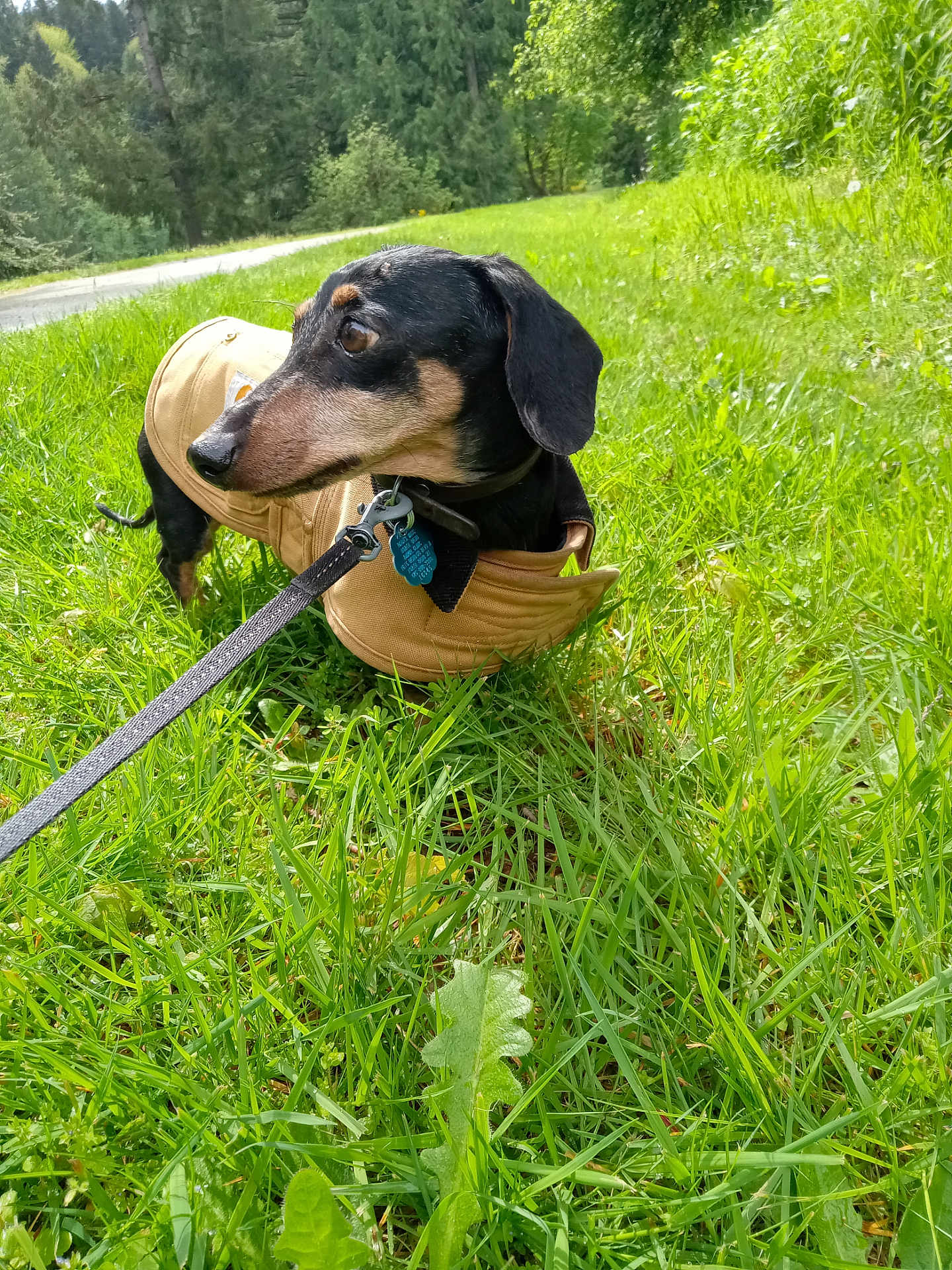 Dodger