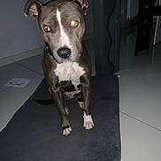 Blue participe au concours pour gagner de l'argent avec cette photo : dog, indoor, mat, tile_floor, pet, brown_dog, white_paws, white_chest, curious, sitting, flash, glowing_eyes, ear, animal, domestic_animal, floor, furniture, table, chair, room