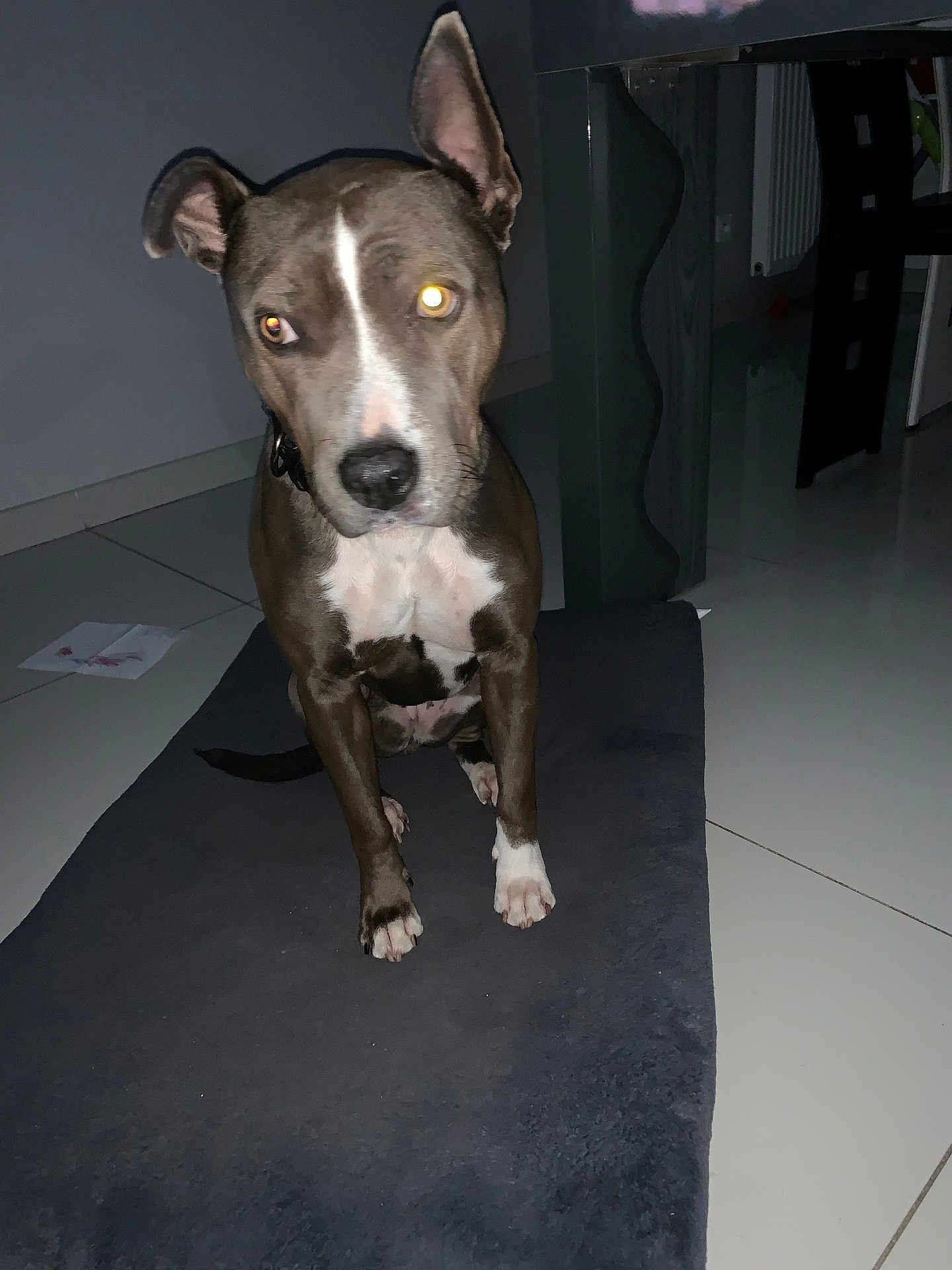 Blue participe au concours pour gagner de l'argent avec cette photo : dog, indoor, mat, tile_floor, pet, brown_dog, white_paws, white_chest, curious, sitting, flash, glowing_eyes, ear, animal, domestic_animal, floor, furniture, table, chair, room